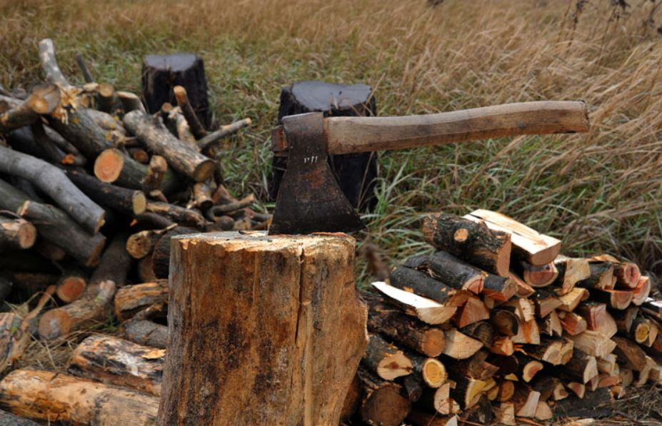 Житель Северодонецка заплатит за незаконную вырубку леса почти 25 тысяч