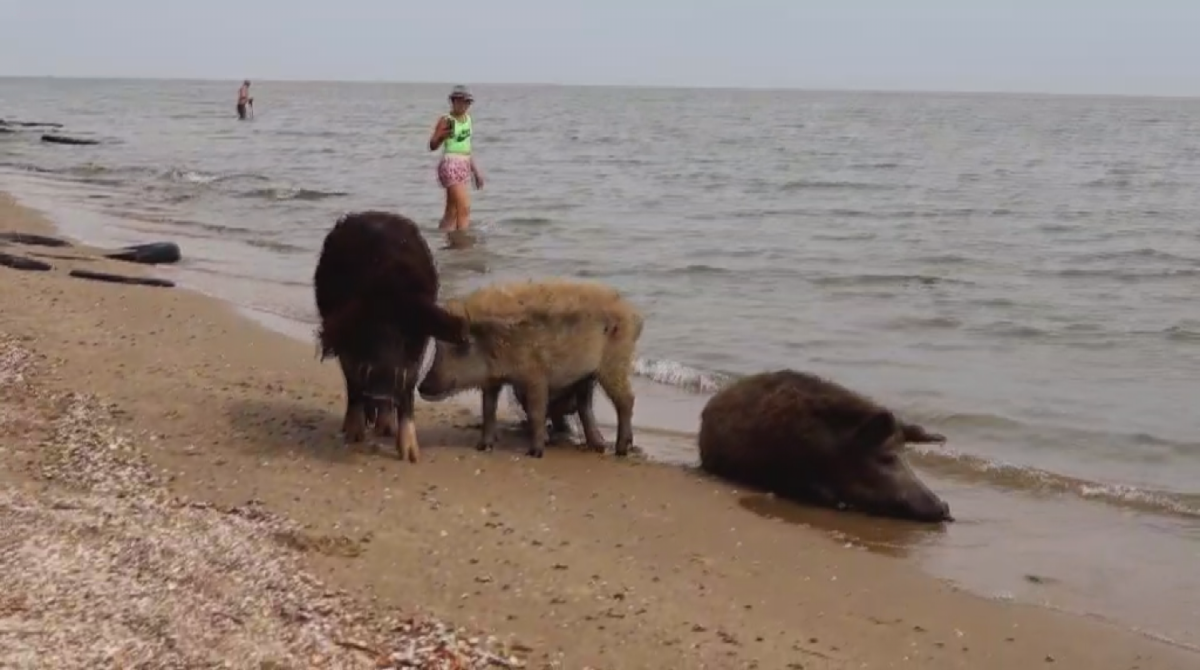 В Мариуполе выводок кабанов вышел на городские пляжи к морю: видео