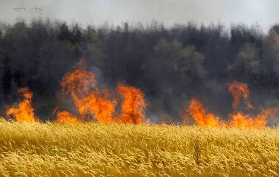 Под Мариуполем пожар уничтожил 4 гектара пшеницы