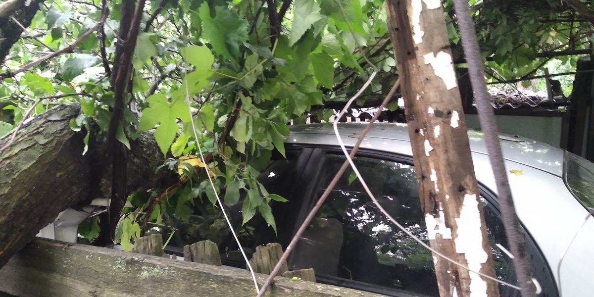 Под Славянском спасатели извлекли автомобиль из-под упавшего дерева: фото