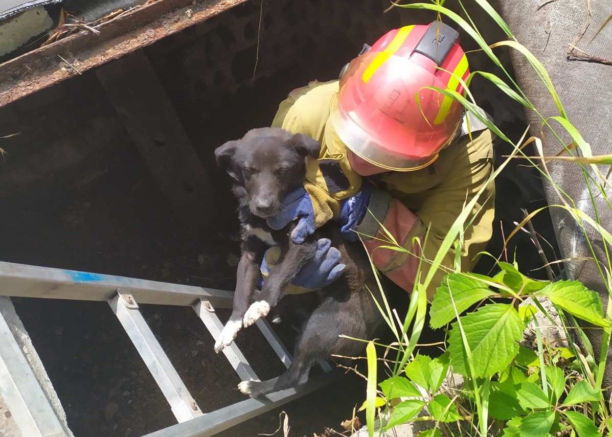 На Донетчине бойцы ГСЧС спасли пса, упавшего в глубокую яму