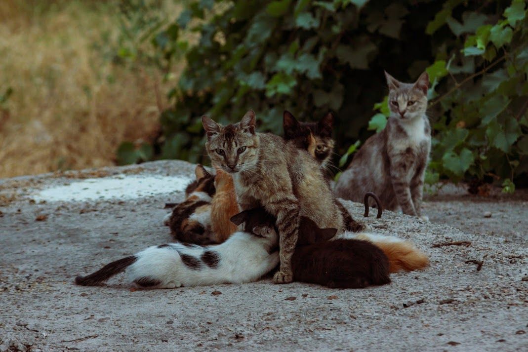 Власти Славянска ответили на петицию о признании уличных котов частью экосистемы города