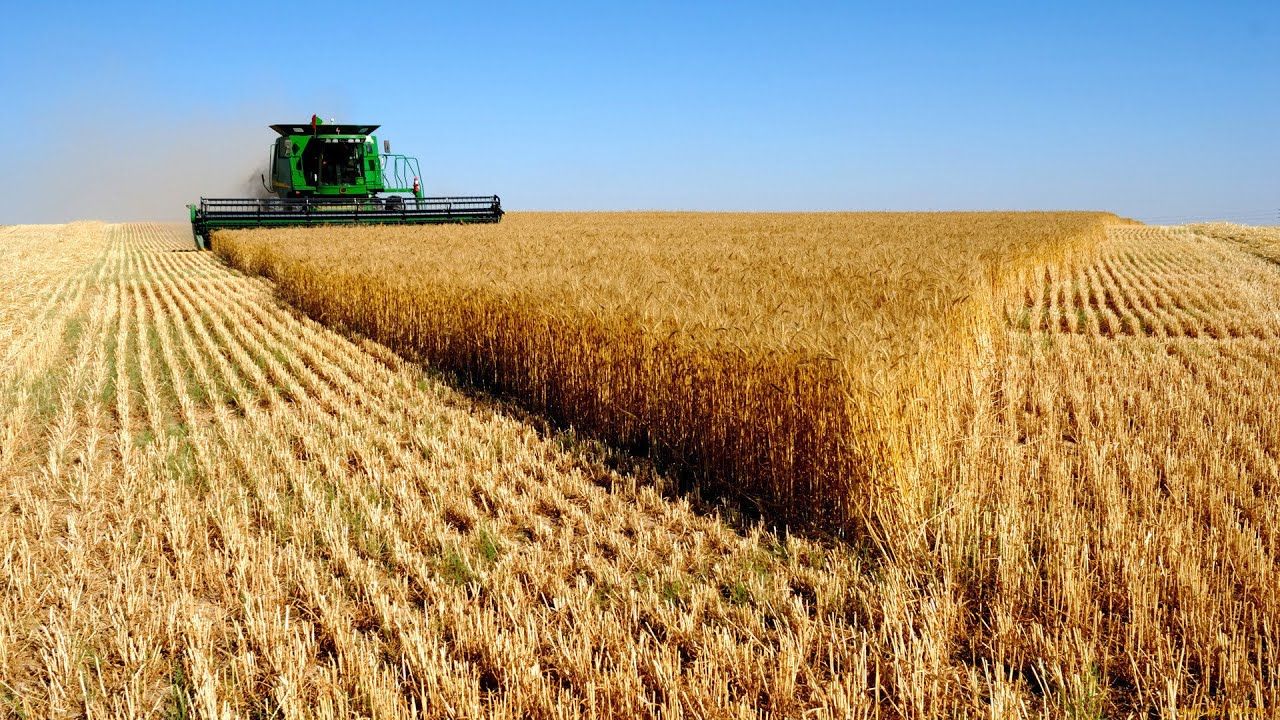 На Луганщине уже собрали более 500 тонн ранних зерновых: урожайность выше прошлогодней
