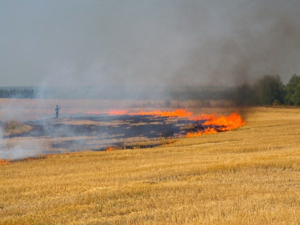 В "ЛНР" заявили, что пожары в этом году уничтожили около 2 тысяч тонн зерна
