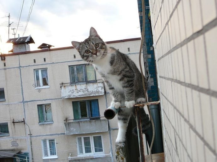 В оккупированной Горловке мужчина решил спасти кошку и застрял на балконе седьмого этажа