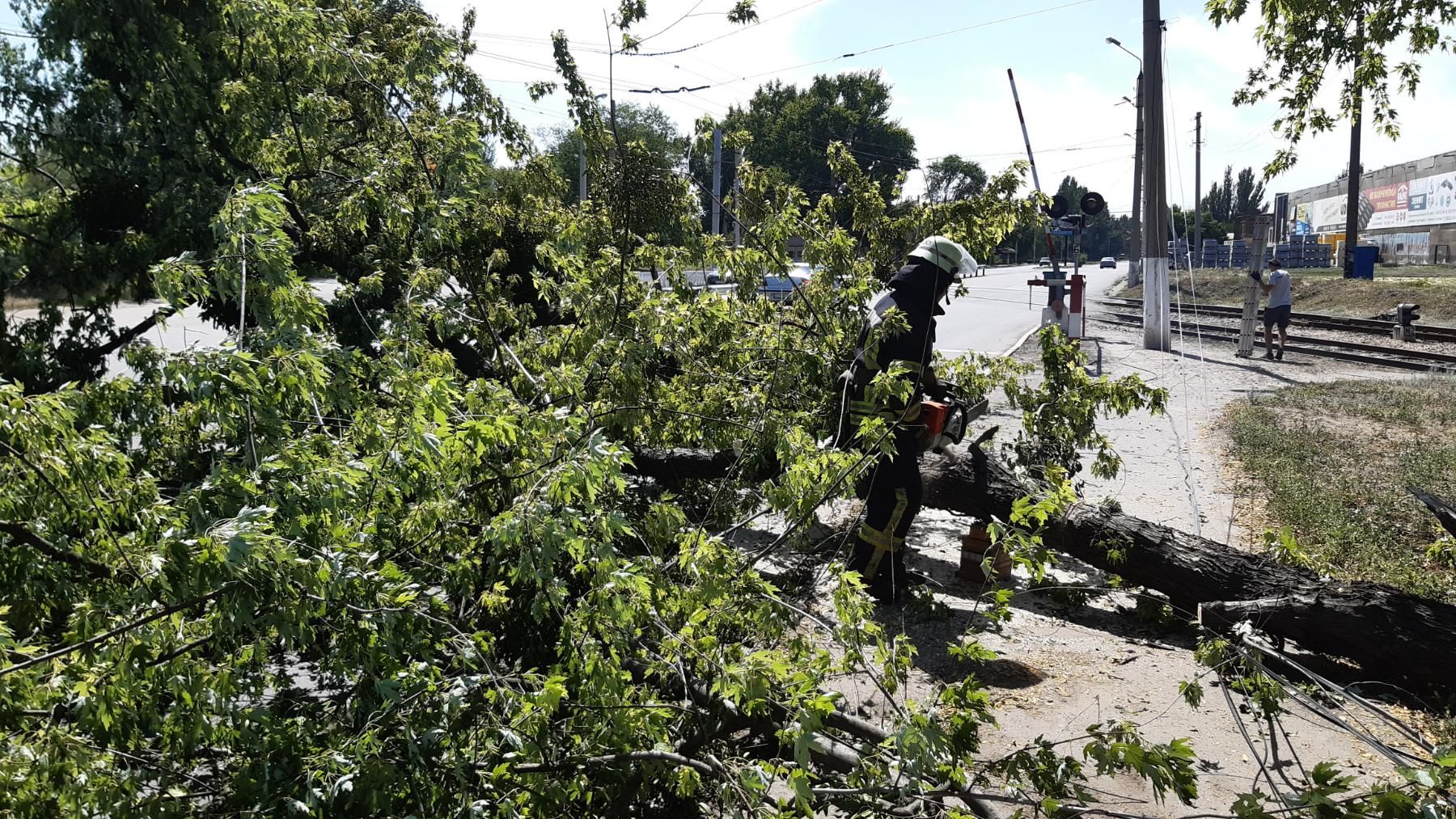 В Славянске на центральной дороге упало дерево