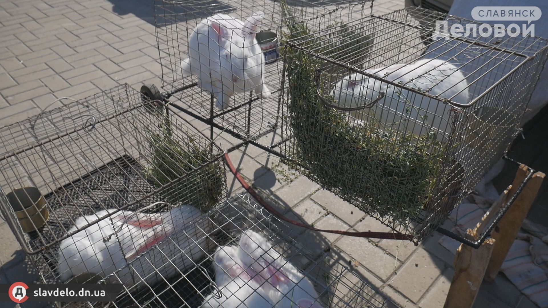 Журналисты показали, каких животных и птиц и по какой цене продают на центральном рынке в Славянске: видео