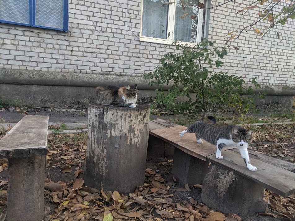 В Славянске на сессии горсовета рассмотрят вопрос включения уличных котов в экосистему города