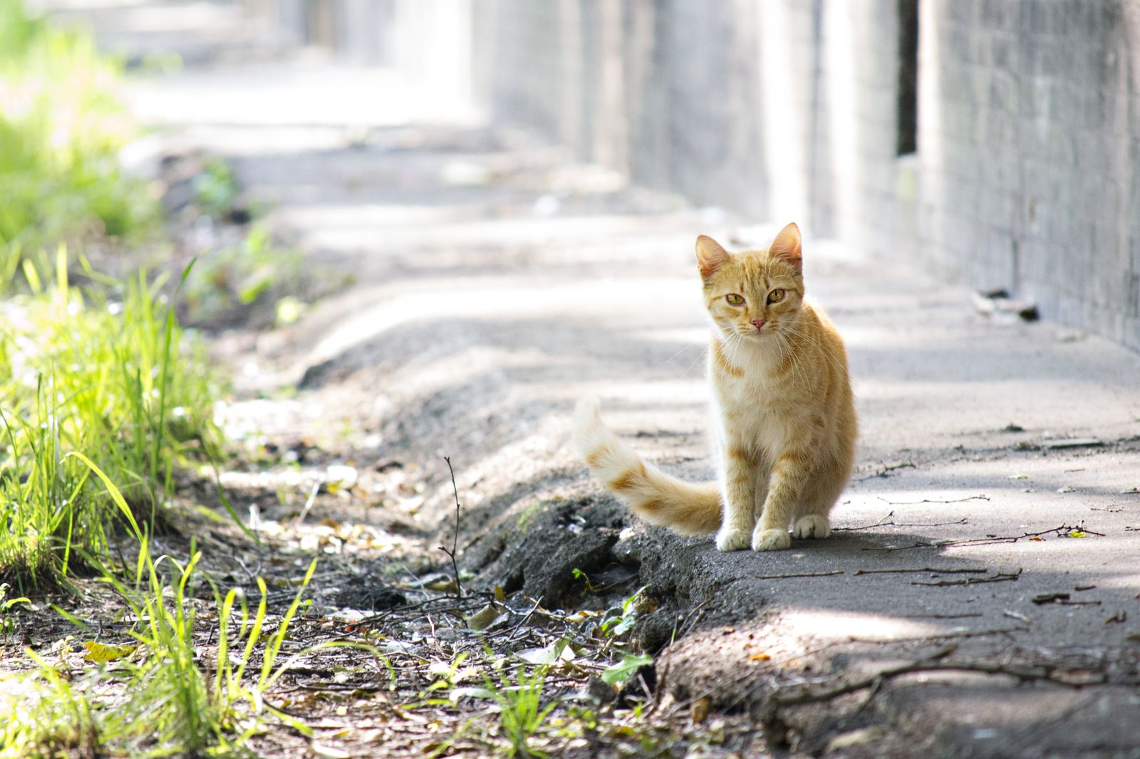Депутатская комиссия в Славянске поддержала решение о гуманном обращении с уличными котами