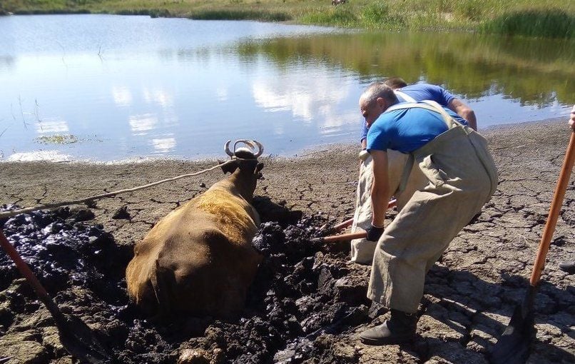 В ОРЛО спасли корову, застрявшую в болоте