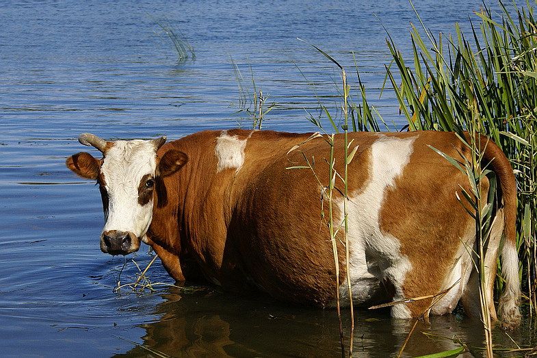 На Луганщине спасатели помогли жителям села достать тонущую корову из реки