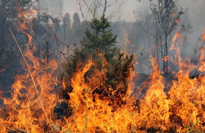 В центре Дружковки горели зеленые насаждения: видео