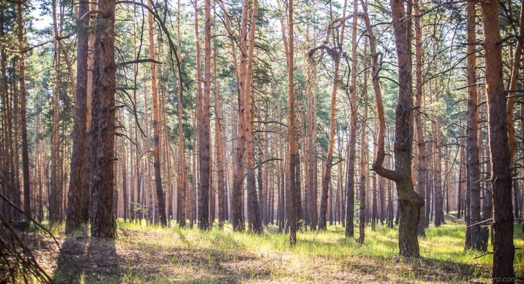 На Луганщині створено лісовий заказник