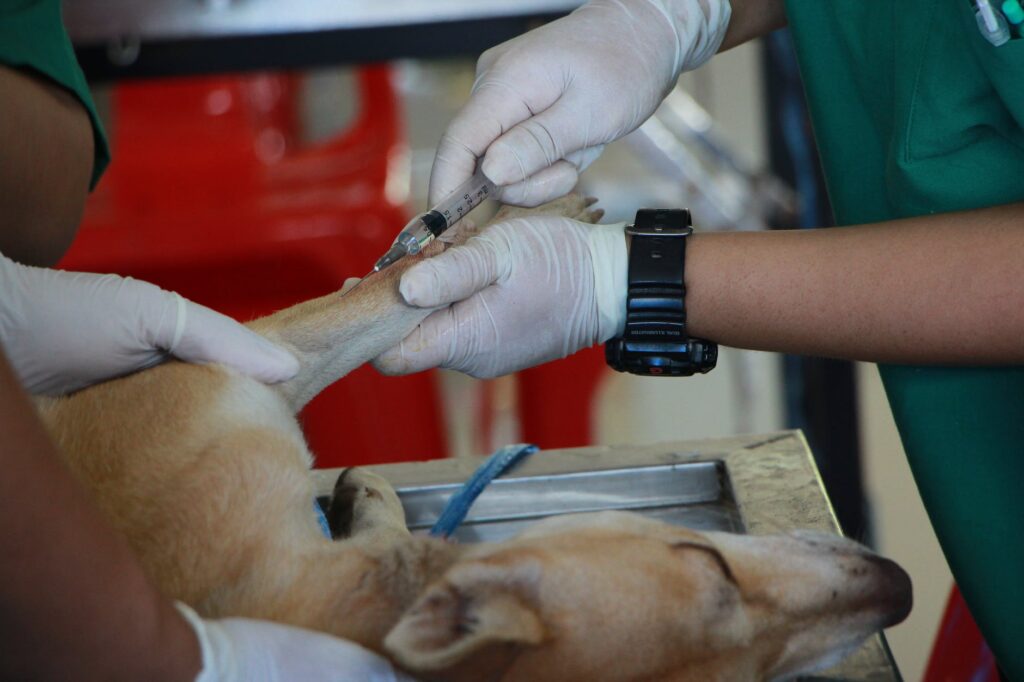 В Мариуполе построят пункт стерилизации для бездомных животных за 1,8 млн