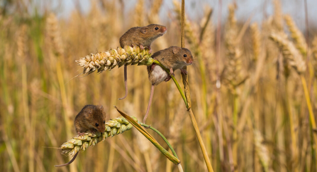 У ОРДО скаржаться на орди мишей: «Колонії не піддаються підрахунку»
