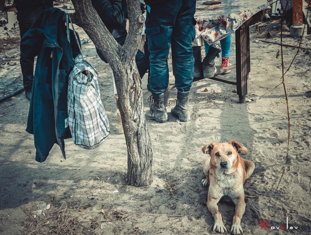 Волонтеры рассказали, как на Луганщине спасают животных пострадавших во время пожара
