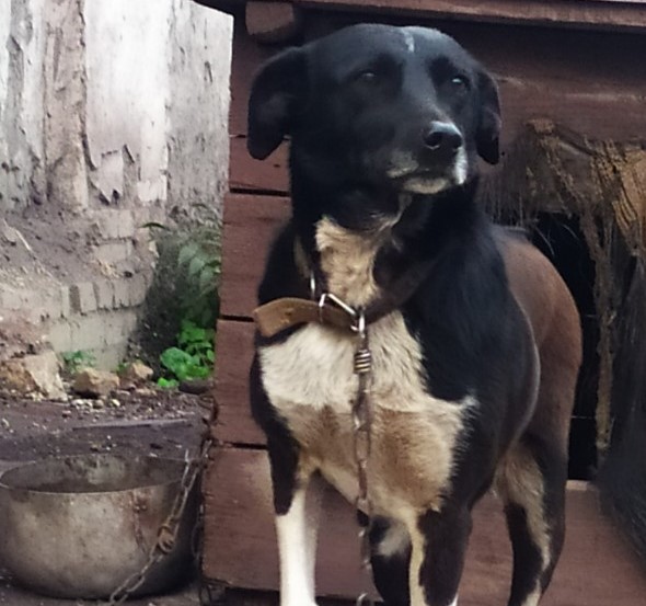 Ждут своего человека: почему в Мариуполе неохотно забирают из приютов животных с инвалидностью