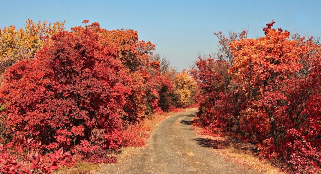 Мандрівники показали золоту осінь в заповіднику Крейдяна Флора на Донеччині: фото