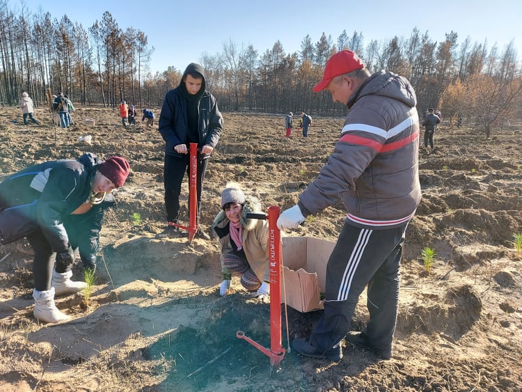 На Луганщине высадили саженцы 10 тысяч хвойных деревьев