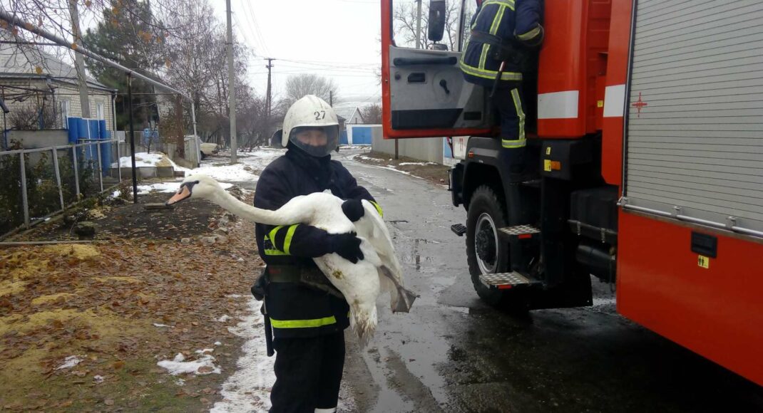 На Луганщині співробітники ДСНС врятували лебедя: фото