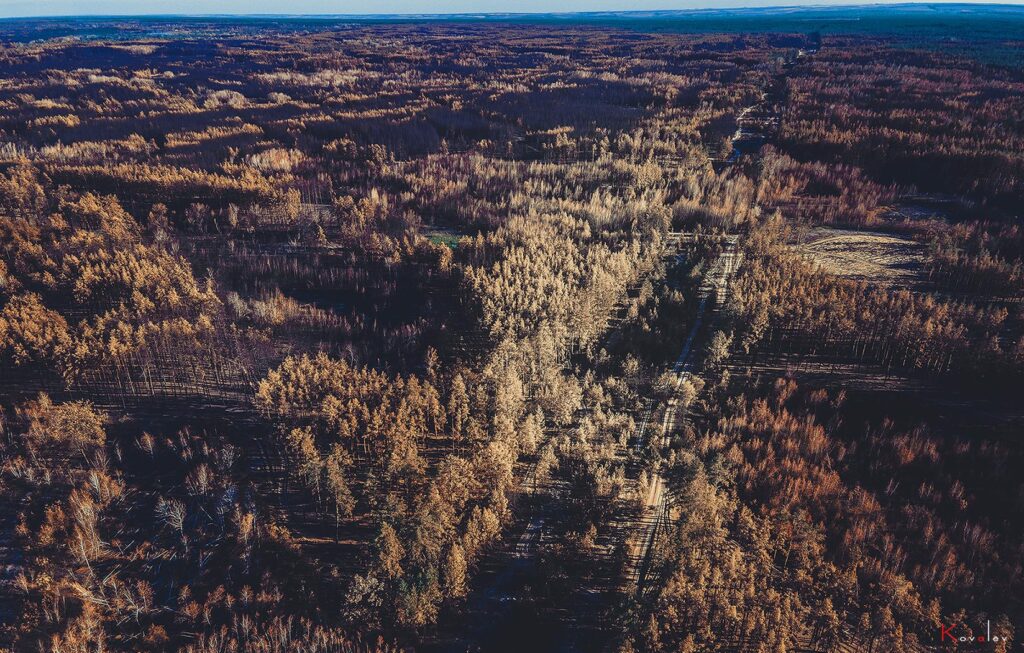 В сети поделились фото сгоревших лесов на Луганщине: масштабы впечатляют