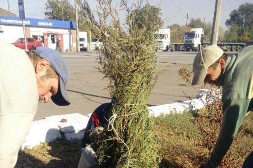 В Мариуполе металлурги высадят 400 саженцев