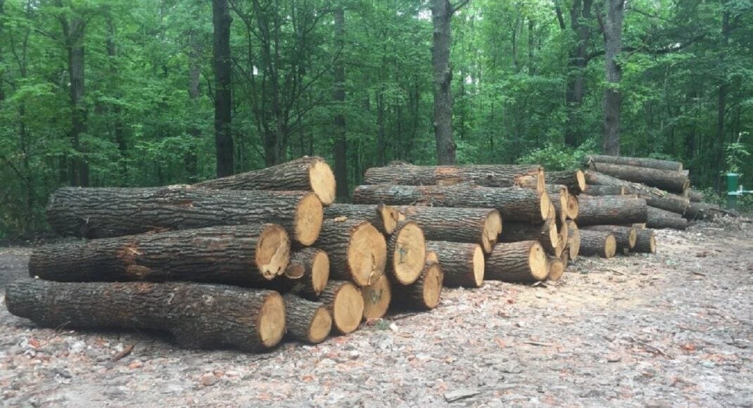 У заповіднику на Донеччині вирубали дубів на 700 тисяч