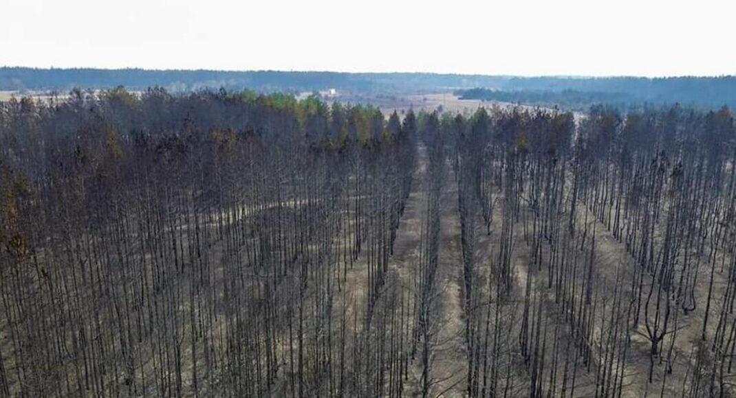 "Теряем драгоценное время": эксперты о последствиях пожаров на Луганщине