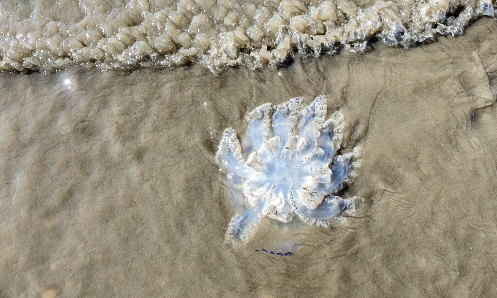 медузы усеивают побережье