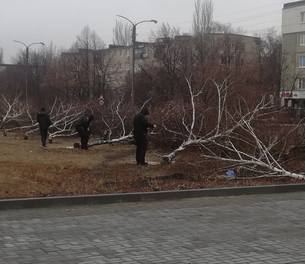 У Костянтинівці на одній з вулиць вночі спиляли понад 10 дерев