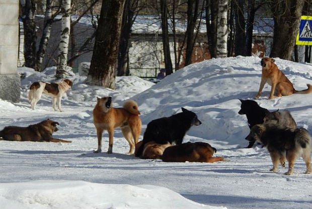 У Лисичанську скаржаться на напади бродячих собак: хапають за сумки перехожих