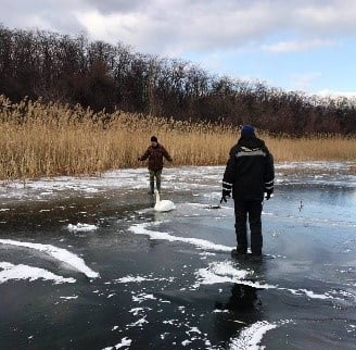 В Мариуполе спасли лебедя