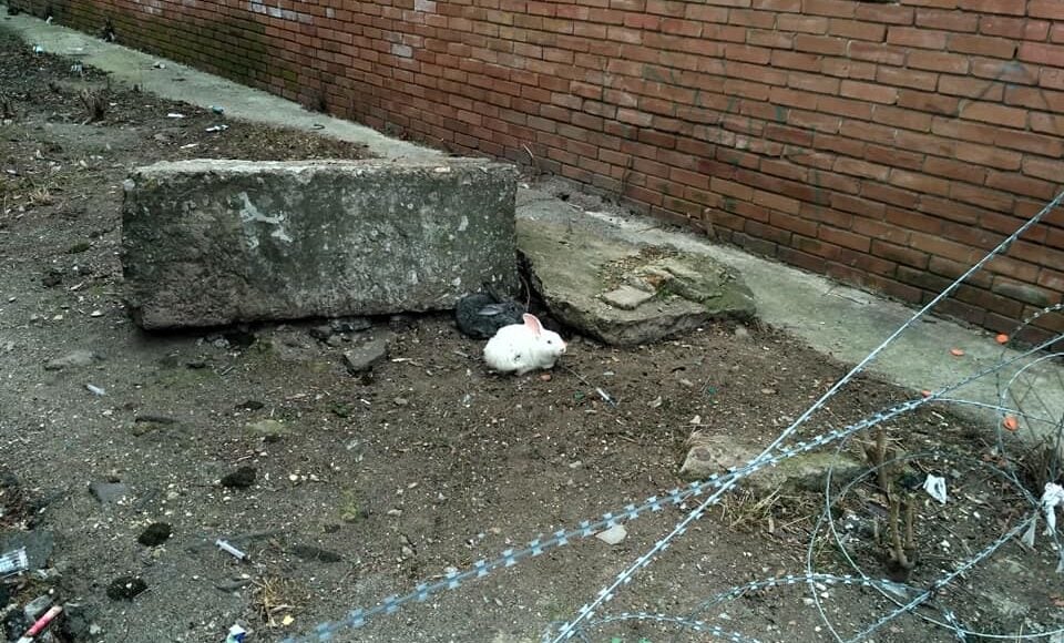 Фотофакт: по вулиці Краматорська бігали кролики