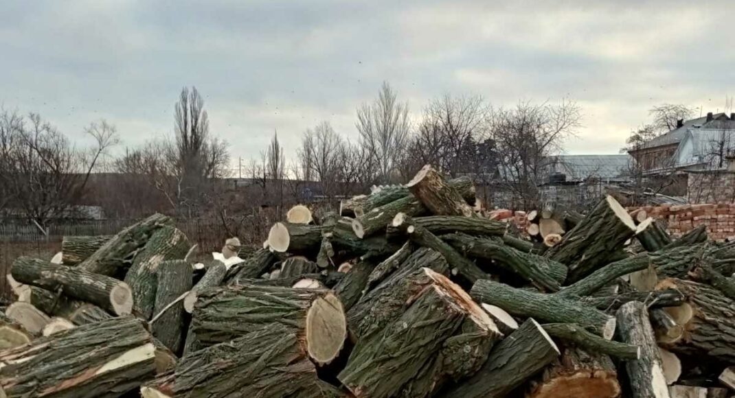 Рядом с Дружковкой задержали "черных лесорубов": рубили акации и дубы