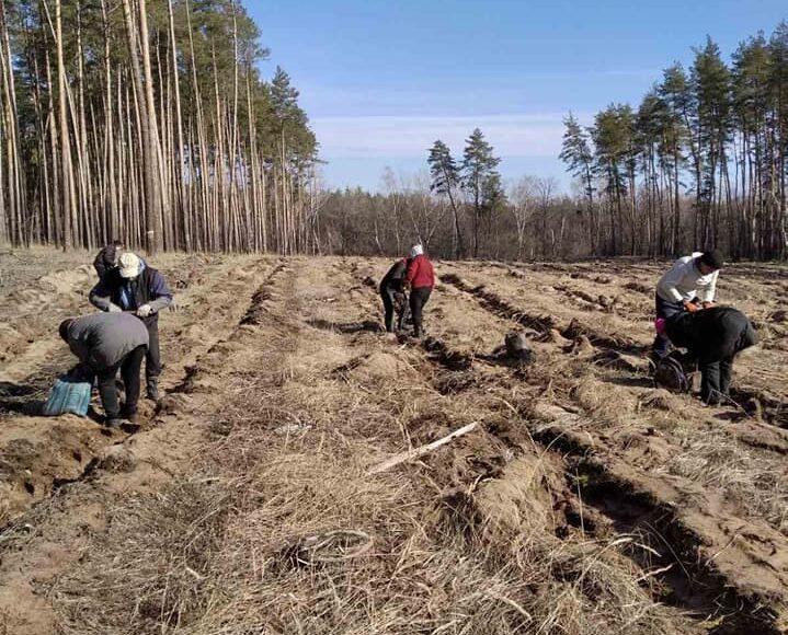 В Новоайдарском лесничестве на Луганщине высадят 450 сосен и дубы