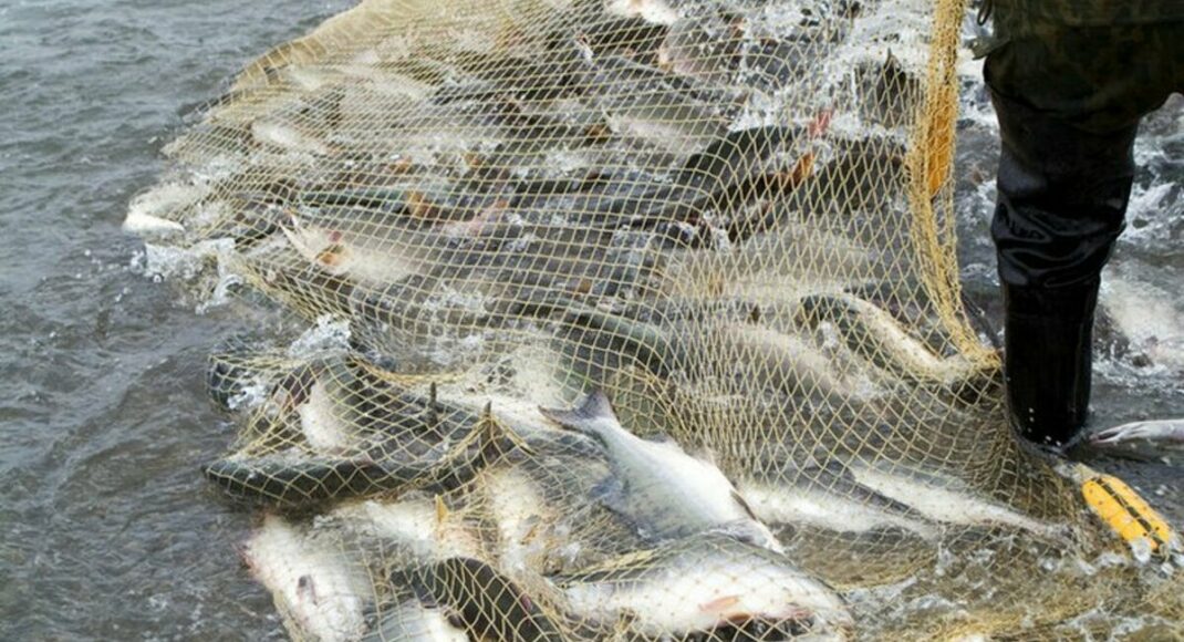 У Маріуполі затримали браконьєрів, які виловили риби на 40 тисяч