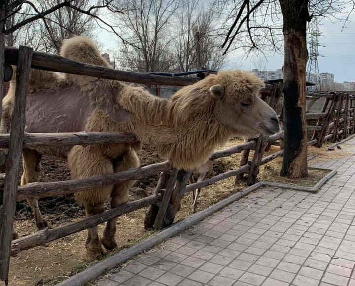 У маріупольському зоопарку народилося верблюденя (відео)