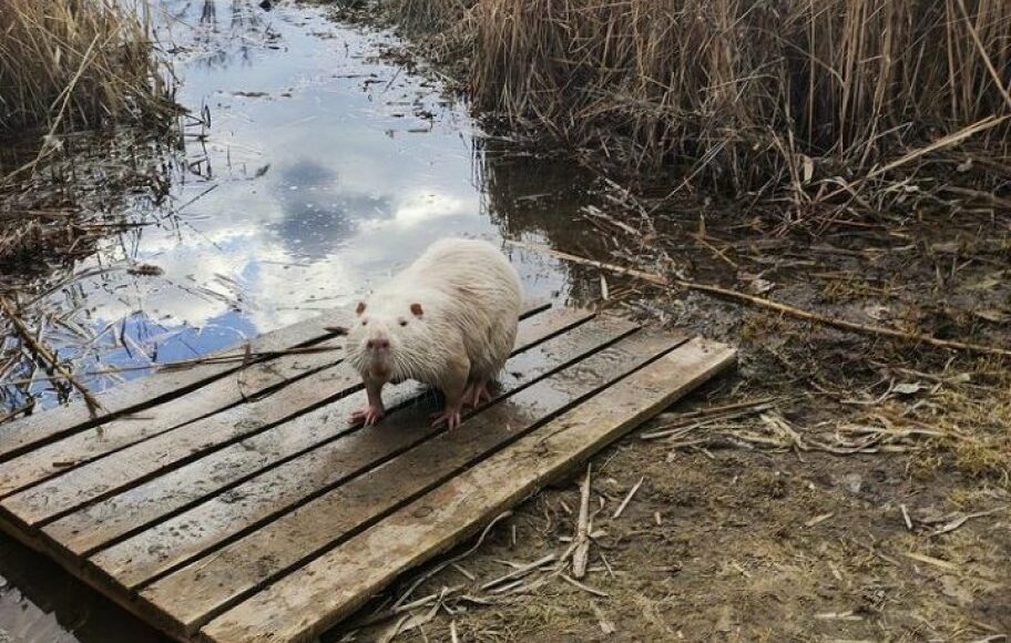 В Северодонецке нутрия на Парковом озере стала любимицей местных жителей (фото)