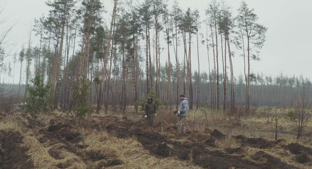 На территории Лиманского лесного хозяйства высадили более 114 тысяч сеянцев сосны