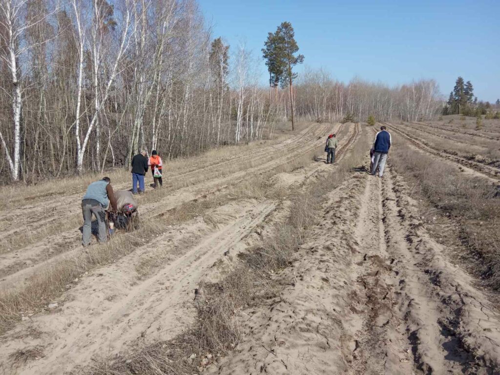 сеянцы сосны