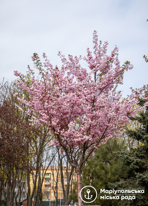 цветение сакуры в Мариуполе
