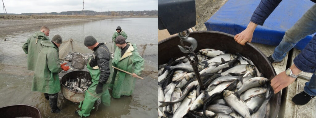 зарыбление водоемов