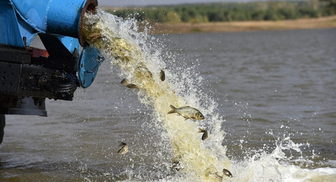 У водойми Луганщини запустили майже 140 тисяч мальків риб