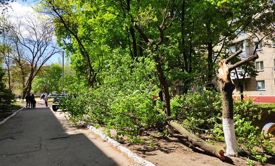 У Краматорську від сильного вітру впало дерево (фото)