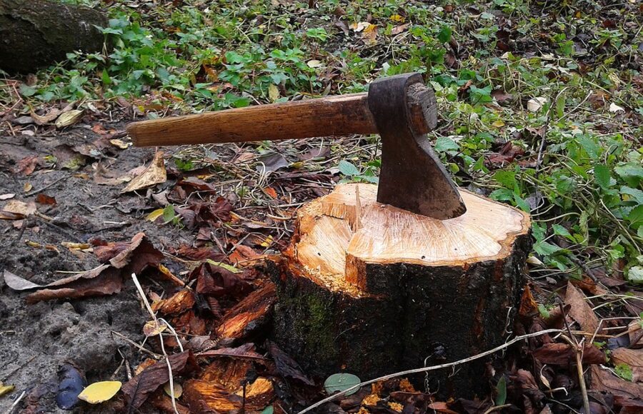 Военнослужащего будут судить за незаконную вырубку леса под Мариуполем