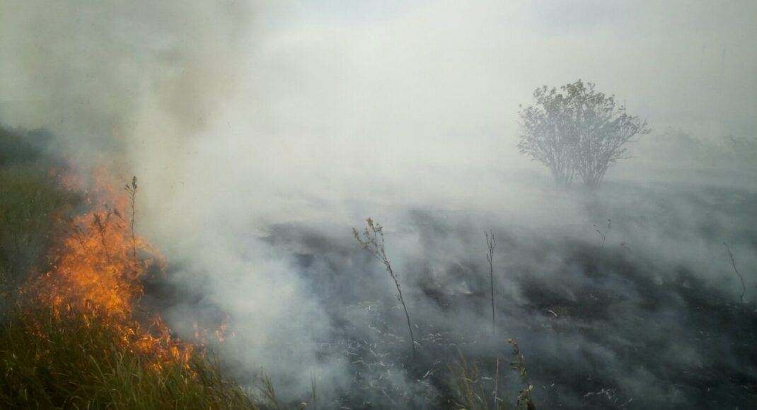 На Донеччині з початку року вогнем знищено майже 100 гектарів екосистем