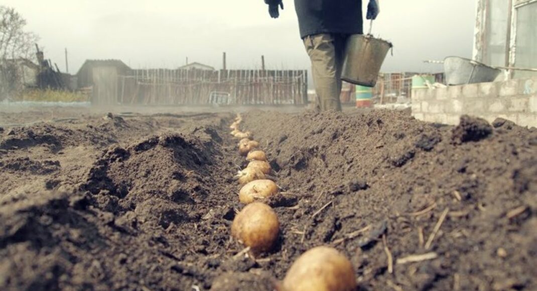 Під Маріуполем чоловік підірвався на невідомому предметі, саджаючи картоплю