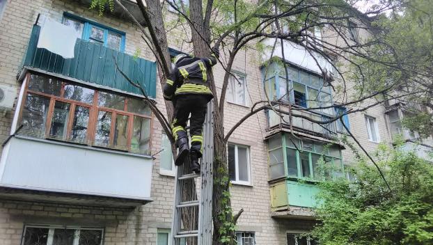 В Краматорске спасатели ГСЧС сняли кота, который не мог спуститься с дерева