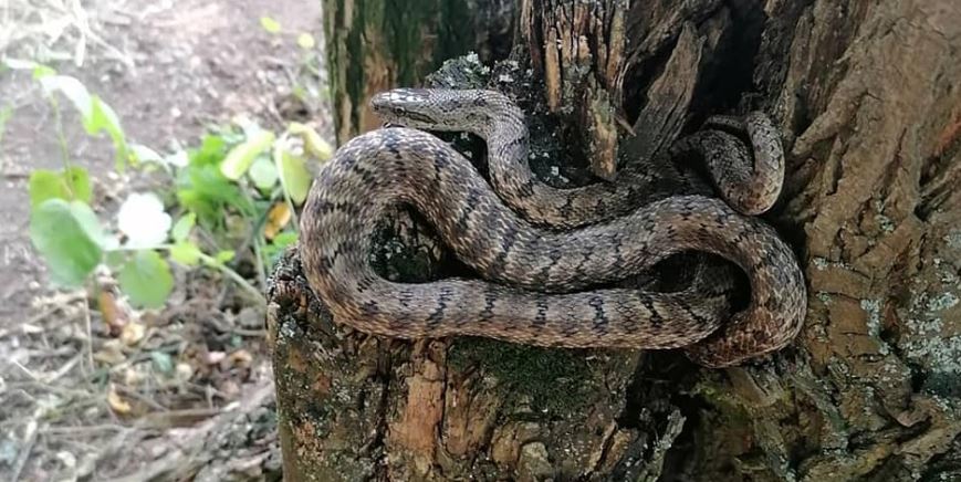 У РЛП "Клебан-Бик" показали змію, що мешкає в парку: може вирости до 2-х метрів (фото)