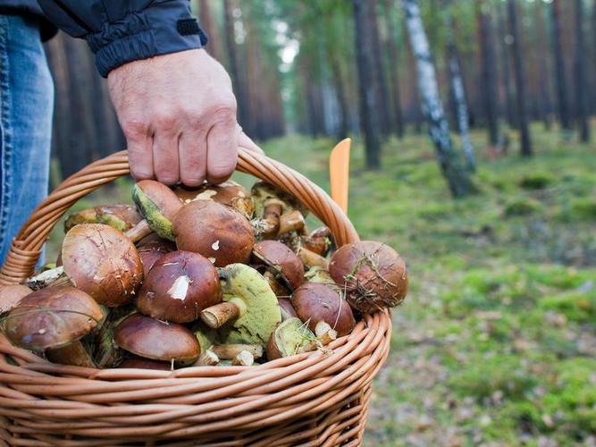 На Луганщині поліція знайшла заблукалого в лісі з 6 червня грибника